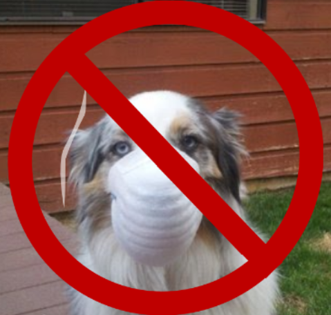 Dog wearing a protective dust mask.