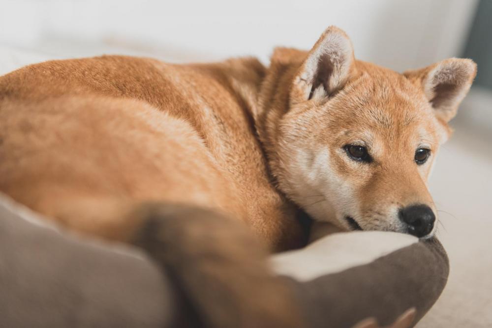 Shiba inu laying in a bed
