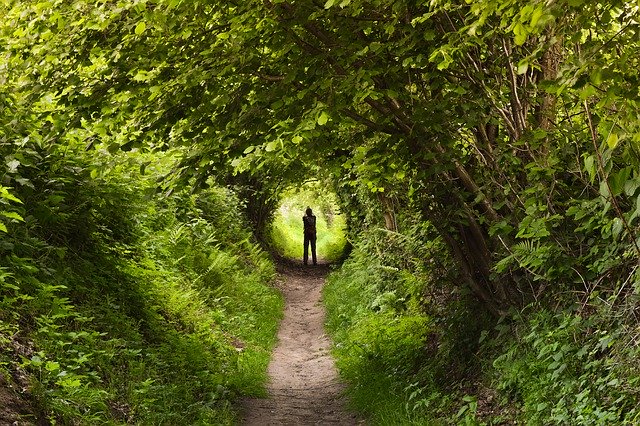 person in forest