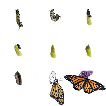 Butterflies on white background