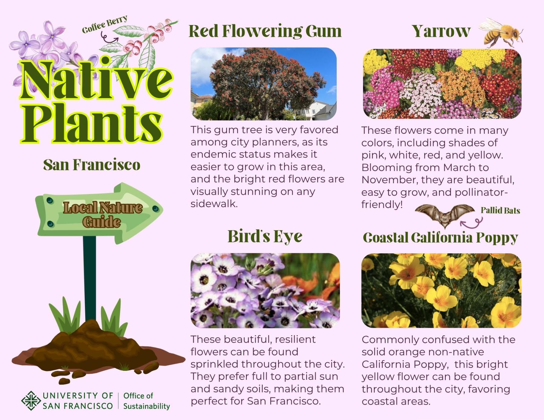 native platns sf cover