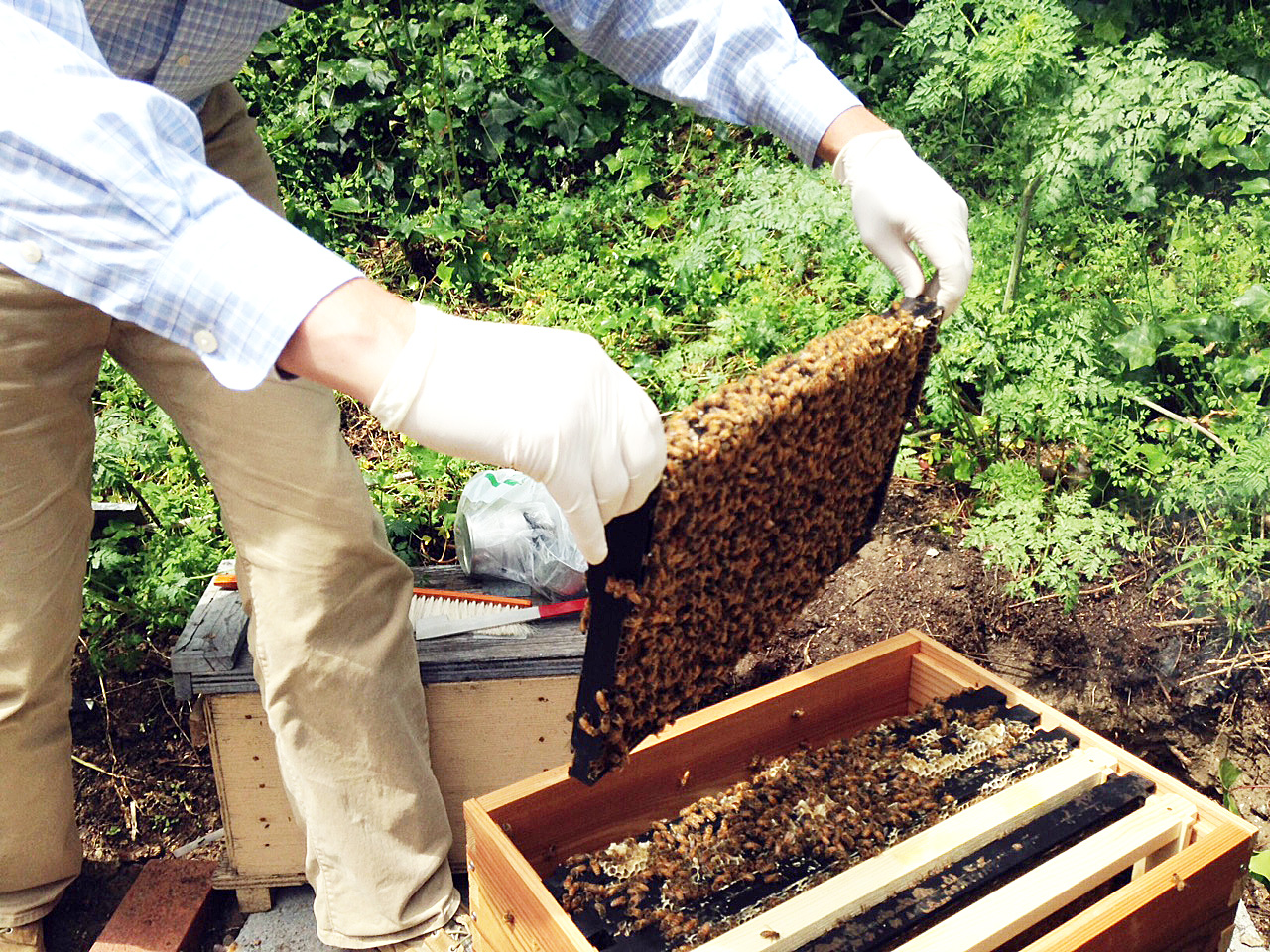 A beekeeper examining a frame from a bee hive