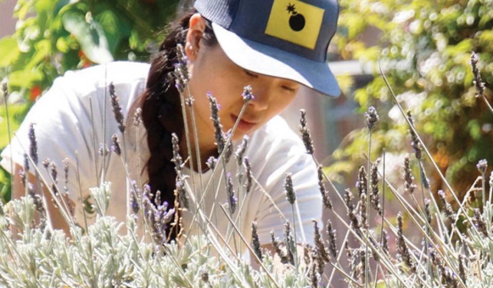 Person tending to a lavender plant