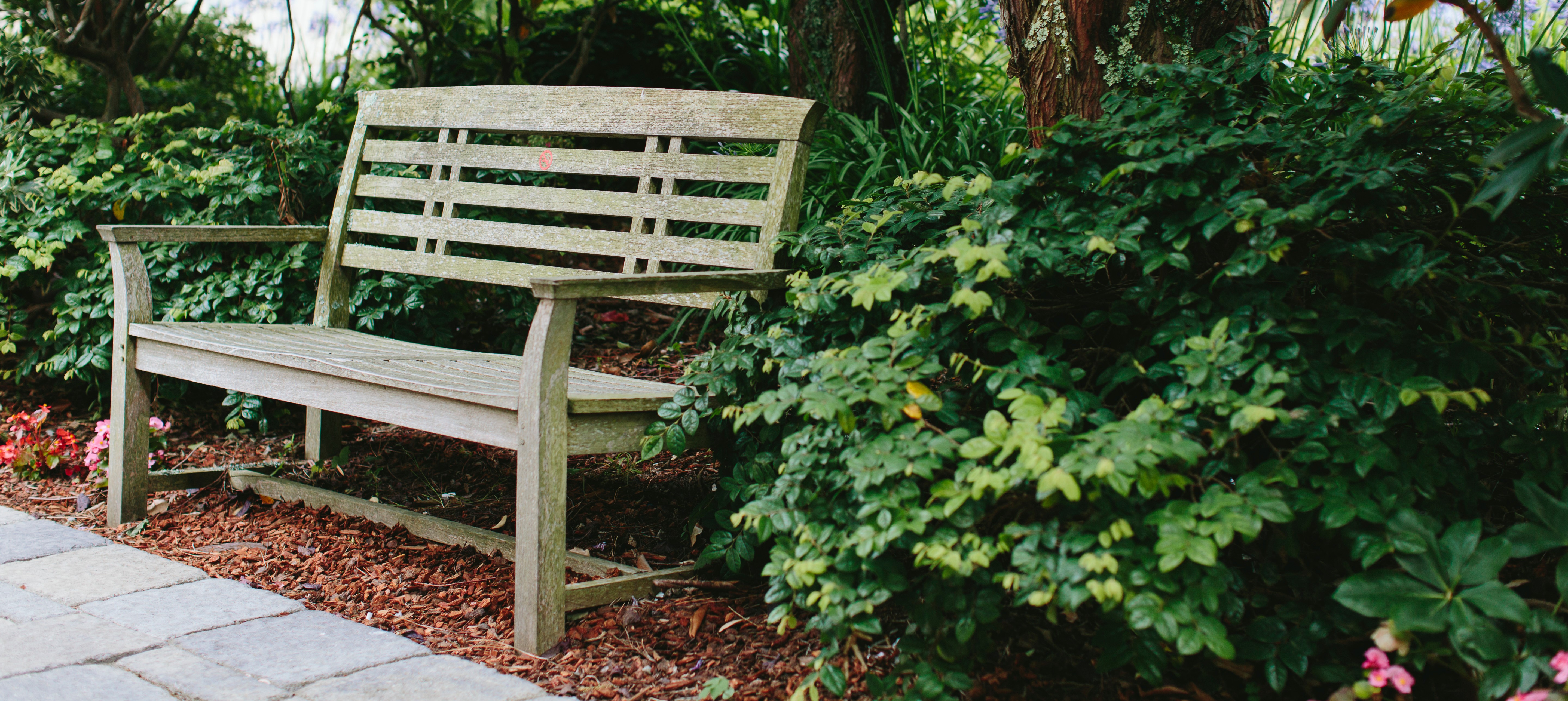 bench surrounded by plants outside
