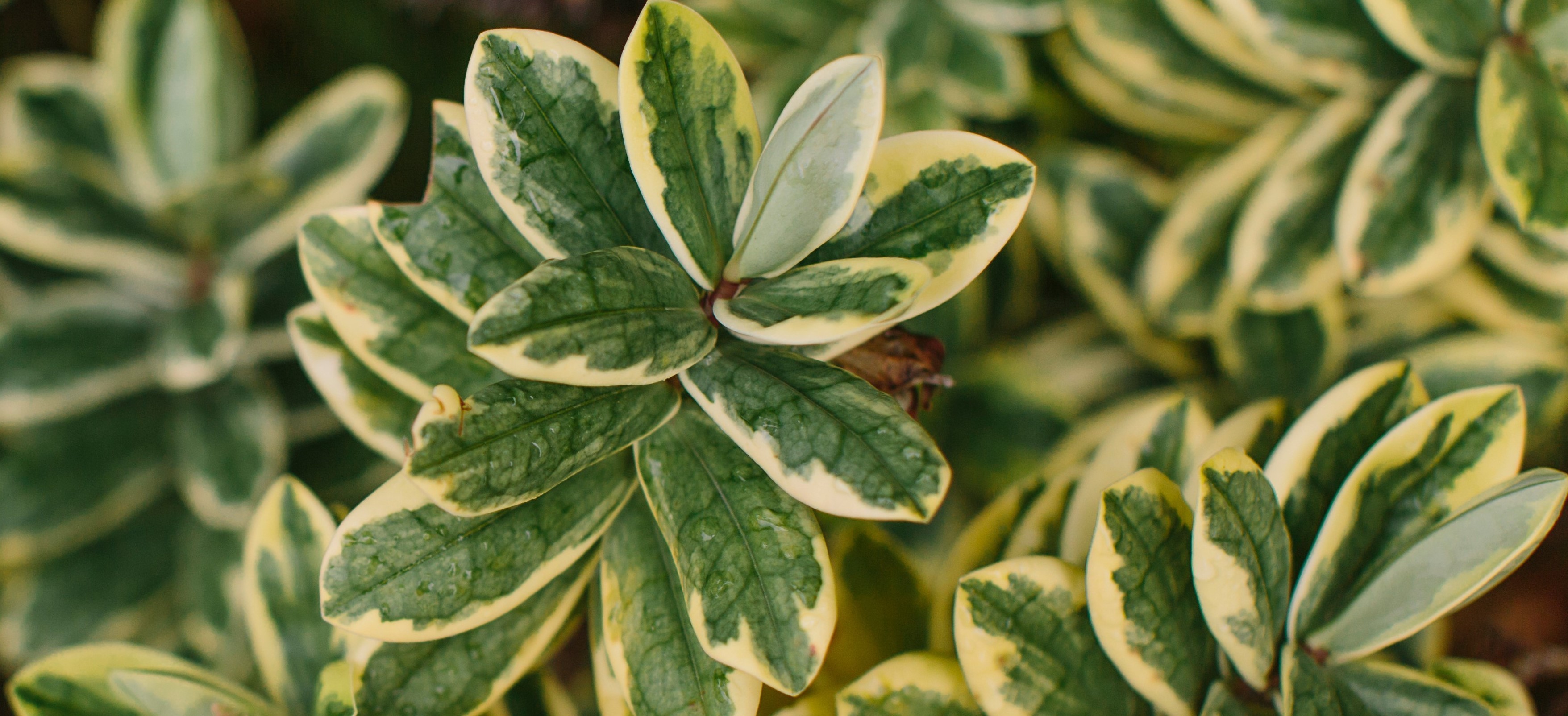 leaves