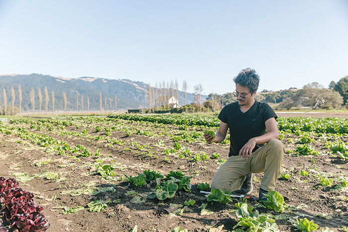 worker picking crops at star route farms