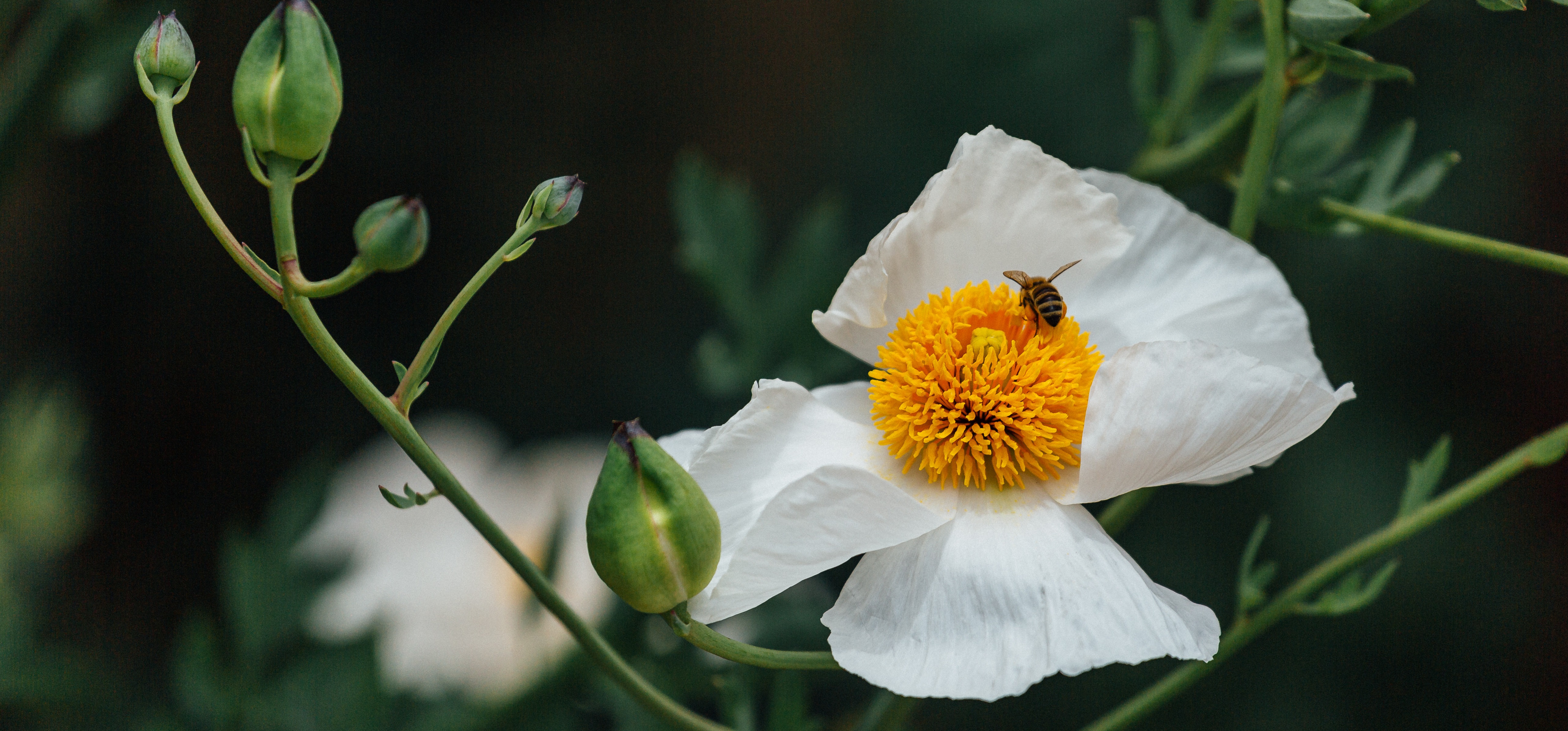 white flower