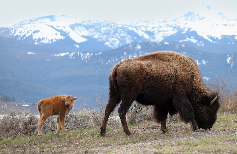 buffalo