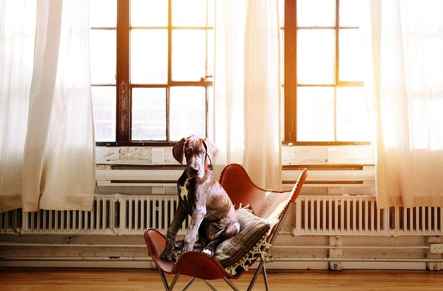 dog in chair