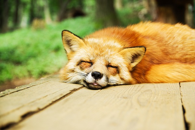 fox relaxing