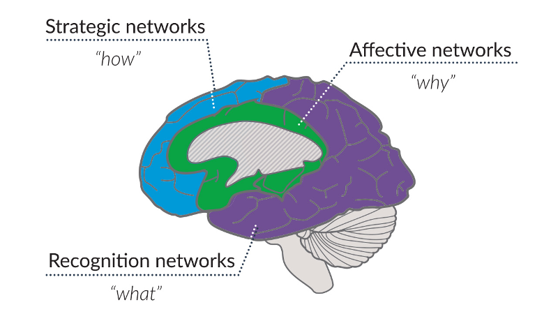UDL and the learning brain