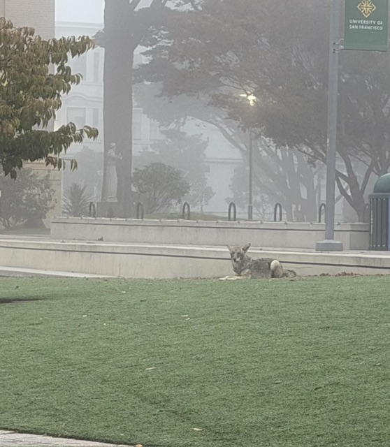  A coyote lying on the lawn at Gleeson Plaza on a foggy morning