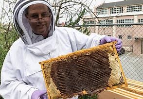 Joe Murphy beekeeper