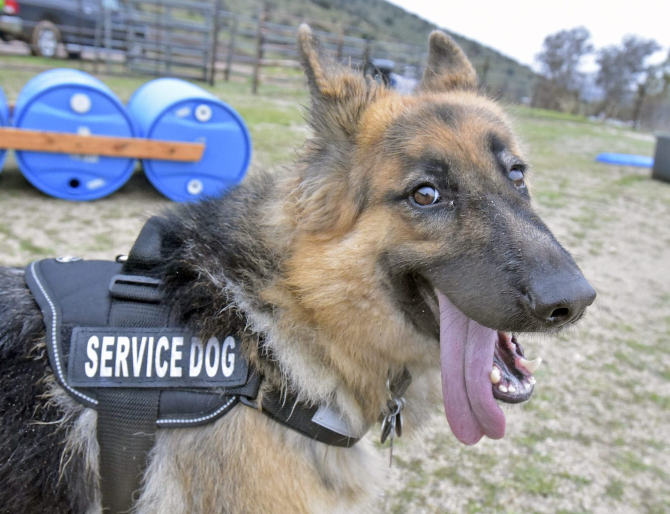 Service dog picture