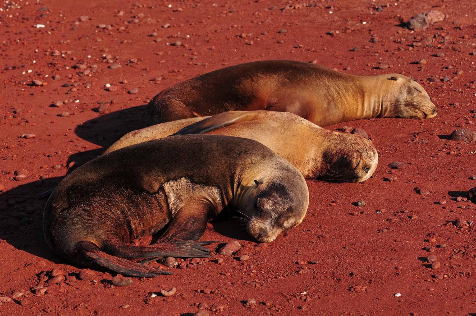 Seals in Galapagos Island