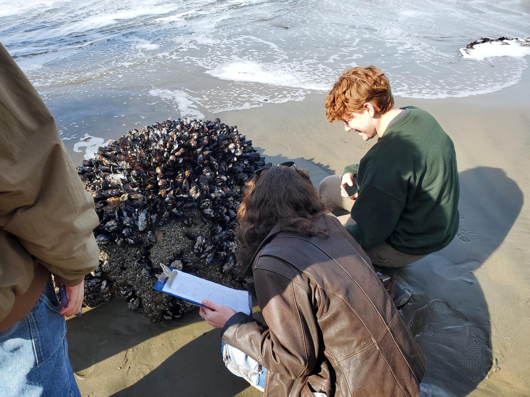 Two students with clipboards on a beach kneeling beside a rock that is covered in muscles. They are examining it.