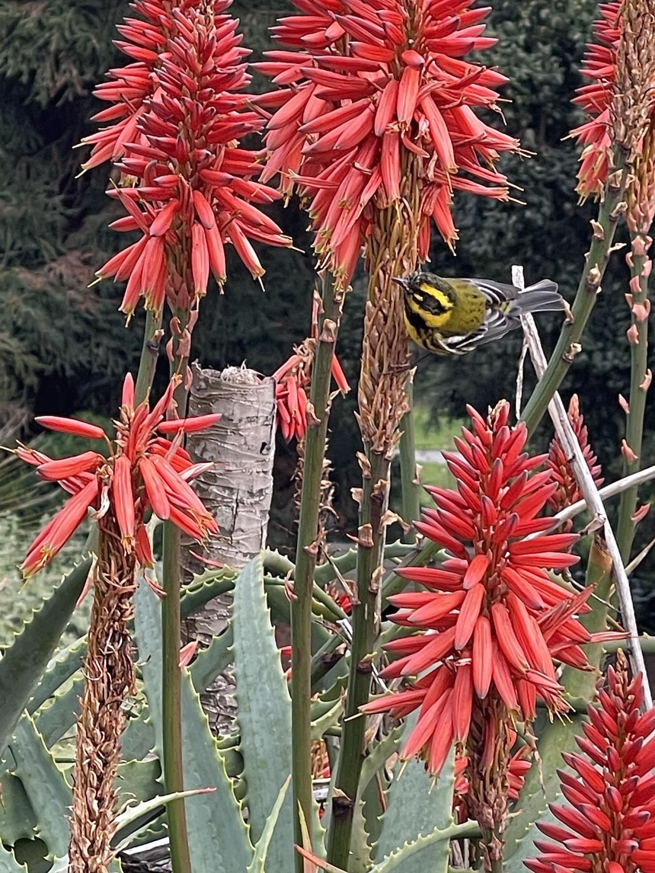 An image of a brown and yellow bird perched on a pink flower