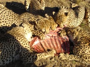 cheetahs eating carcass