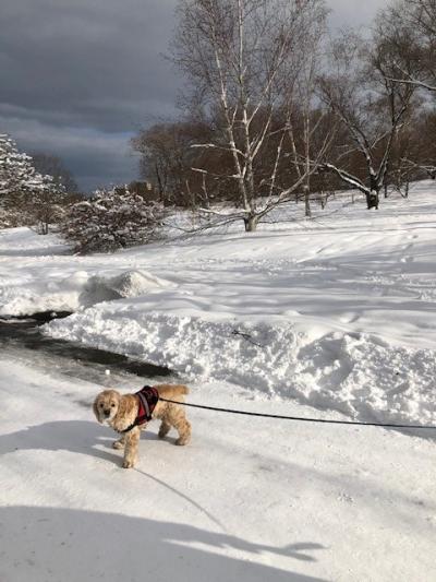 dog in snow