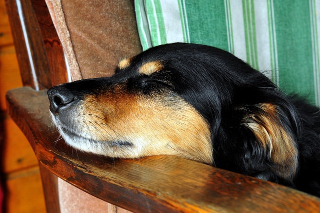asleep dog on chair