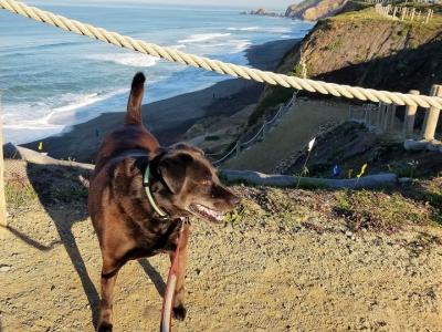 dog near ocean
