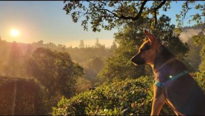 dog in open space